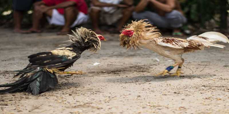 Tổng quan sơ lược về chọi gà campuchia